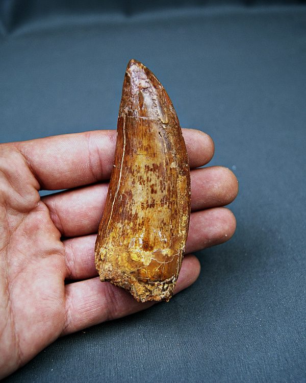 Enorme Carcharodontosaurus saharicus