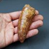 Enorme Carcharodontosaurus saharicus