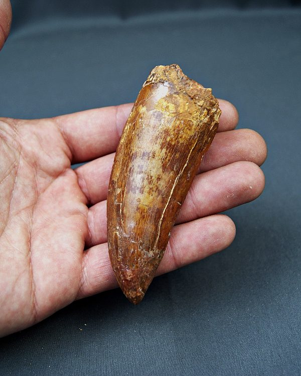 Enorme Carcharodontosaurus saharicus