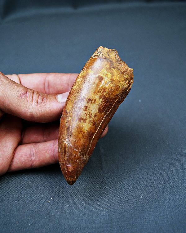Enorme Carcharodontosaurus saharicus
