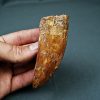 Enorme Carcharodontosaurus saharicus