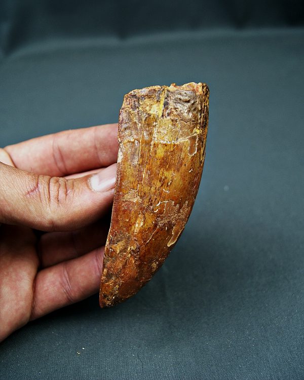Enorme Carcharodontosaurus saharicus