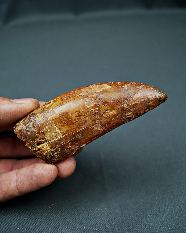 Enorme Carcharodontosaurus saharicus