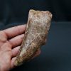 SONY DSC Carcharodontosaurus saharicus XXL