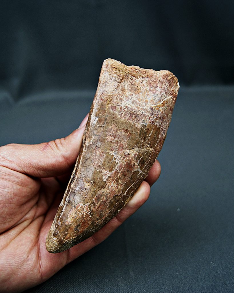 Carcharodontosaurus saharicus XXL
