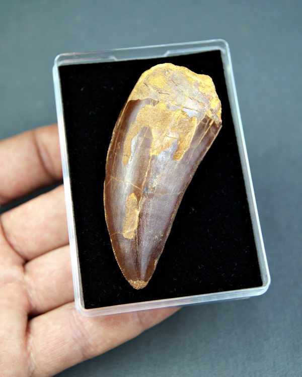 Carcharodontosaurus saharicus