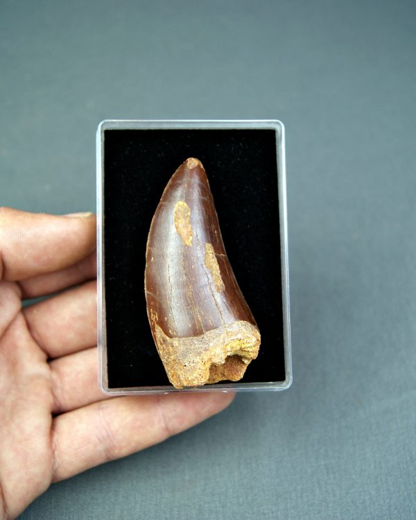 Carcharodontosaurus saharicus