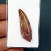 SONY DSC Deltadromeus agilis