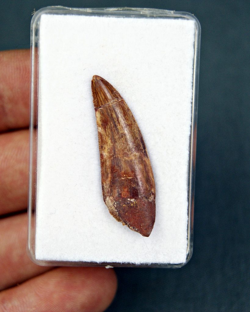 Deltadromeus agilis