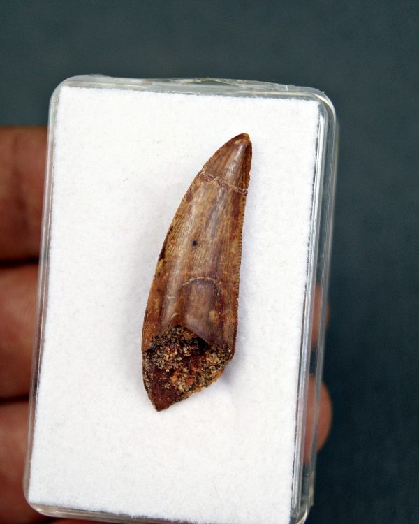 SONY DSC Deltadromeus agilis
