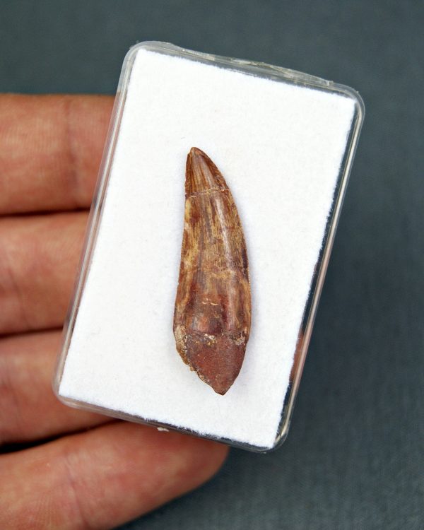 SONY DSC Deltadromeus agilis