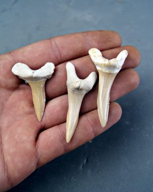 Colección Scapanorhynchus (Tiburón Duende)