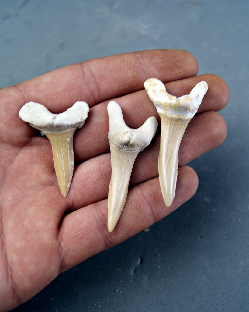 Colección Scapanorhynchus (Tiburón Duende)