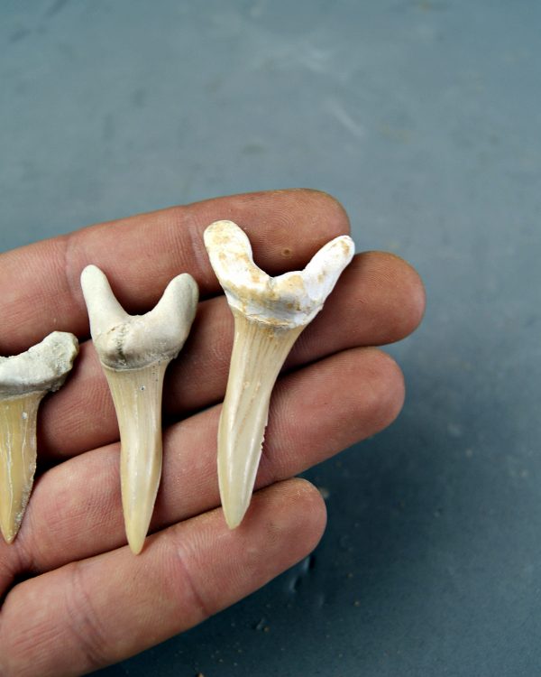 Colección Scapanorhynchus (Tiburón Duende)