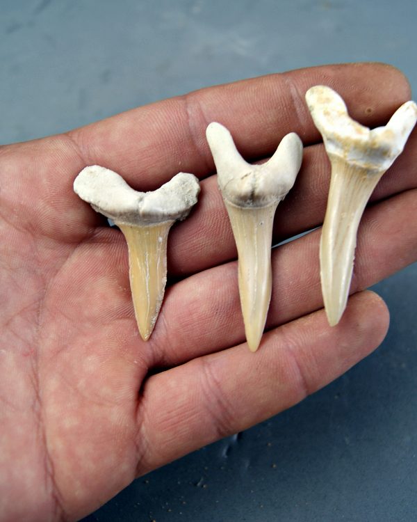 Colección Scapanorhynchus (Tiburón Duende)