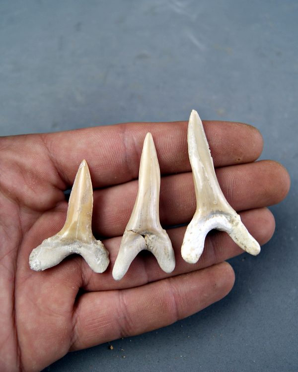 Colección Scapanorhynchus (Tiburón Duende)