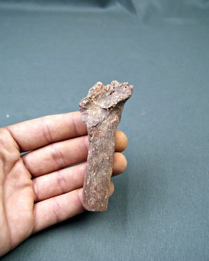 Hueso parcial de dinosaurio indet