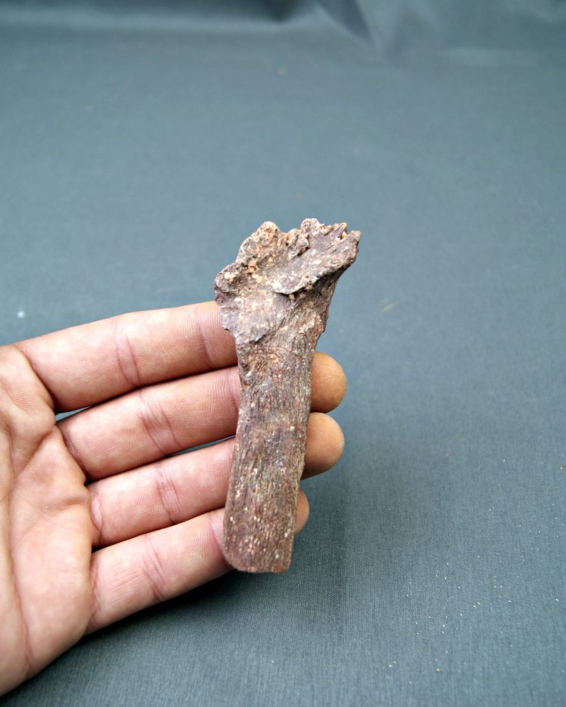 Hueso parcial de dinosaurio indet