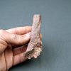 Hueso parcial de dinosaurio indet