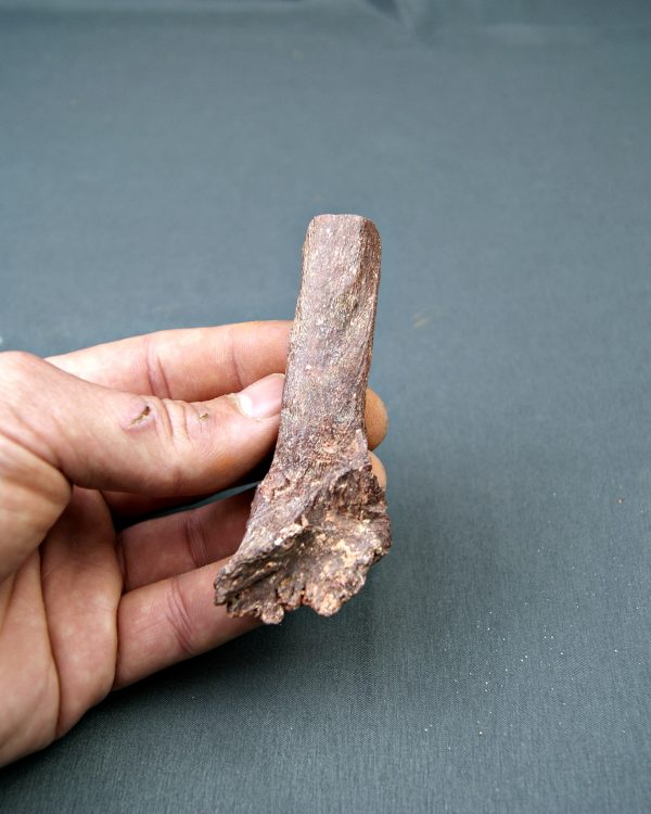 Hueso parcial de dinosaurio indet