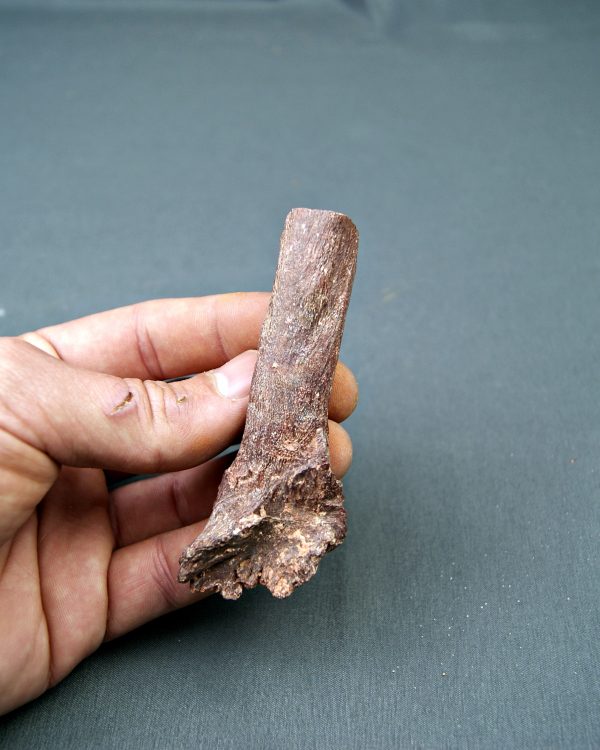 Hueso parcial de dinosaurio indet