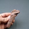 Hueso parcial de dinosaurio indet