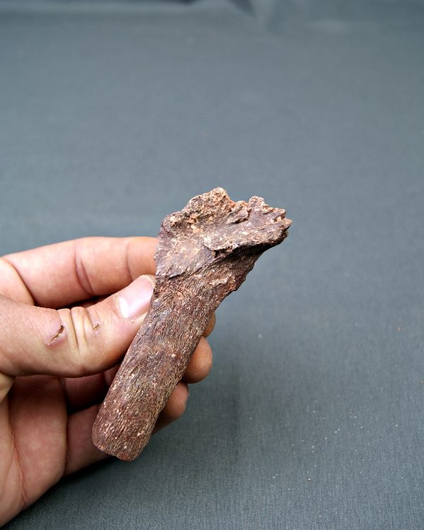 Hueso parcial de dinosaurio indet