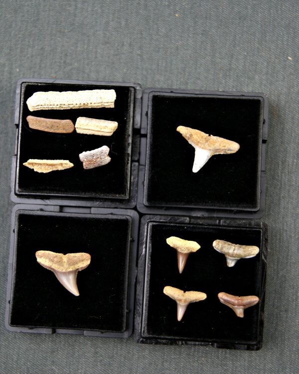 Colección tiburón Negaprion, Carcharhinus, Myliobatis