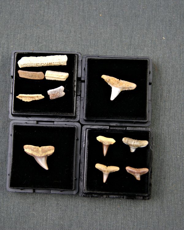 Colección tiburón Negaprion, Carcharhinus, Myliobatis