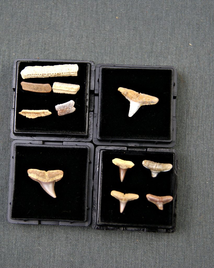 Colección tiburón Negaprion, Carcharhinus, Myliobatis