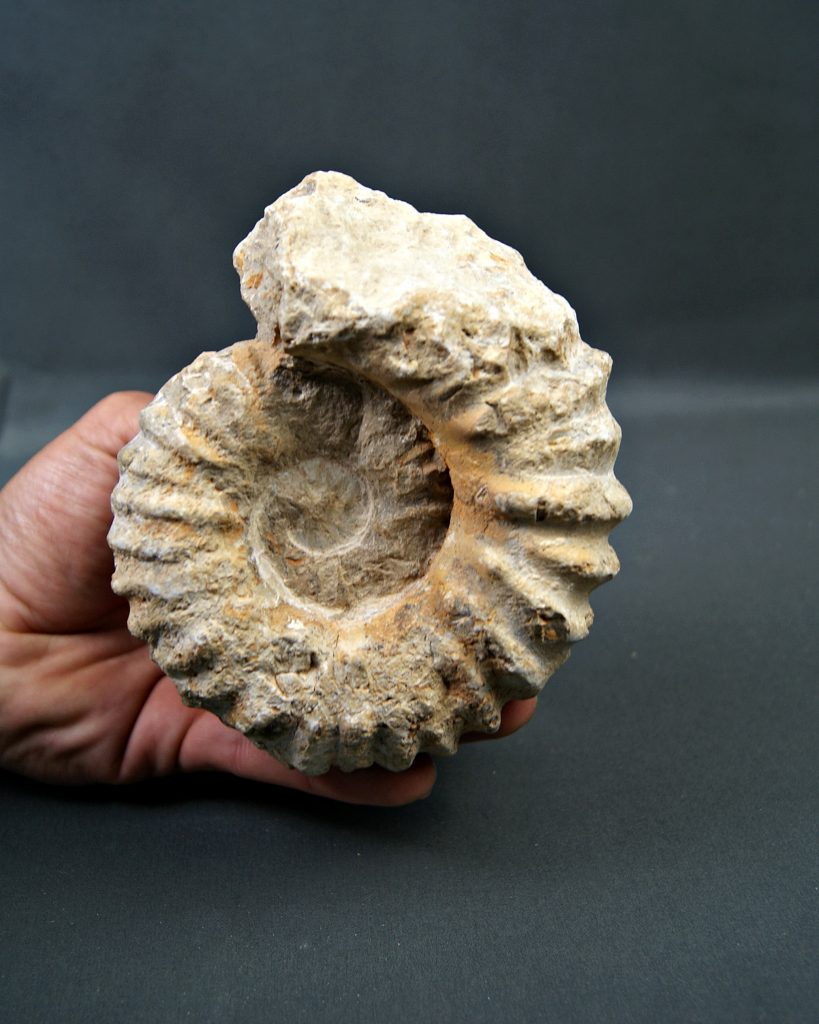 Amonite de Agadir