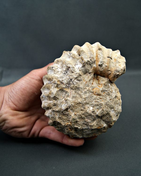 Amonite de Agadir