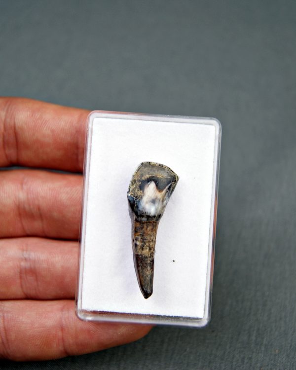 Incisivo de Equus scotti