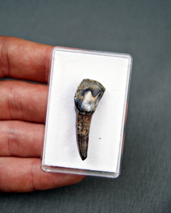 Incisivo de Equus scotti