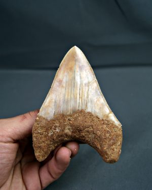 Otodus megalodon