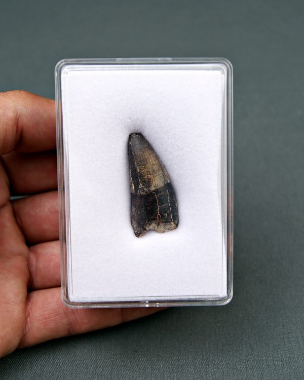 Diente de Sarcosuchus imperator