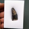 Diente de Sarcosuchus imperator