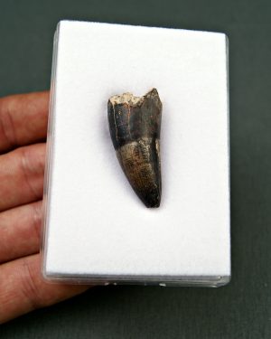 Diente de Sarcosuchus imperator