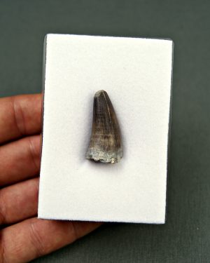 Sarcosuchus imperator