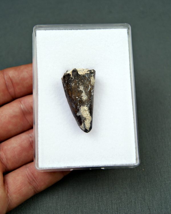 Sarcosuchus imperator