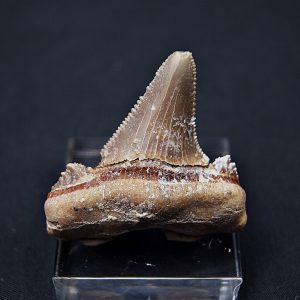 Diente Otodus sokolovi