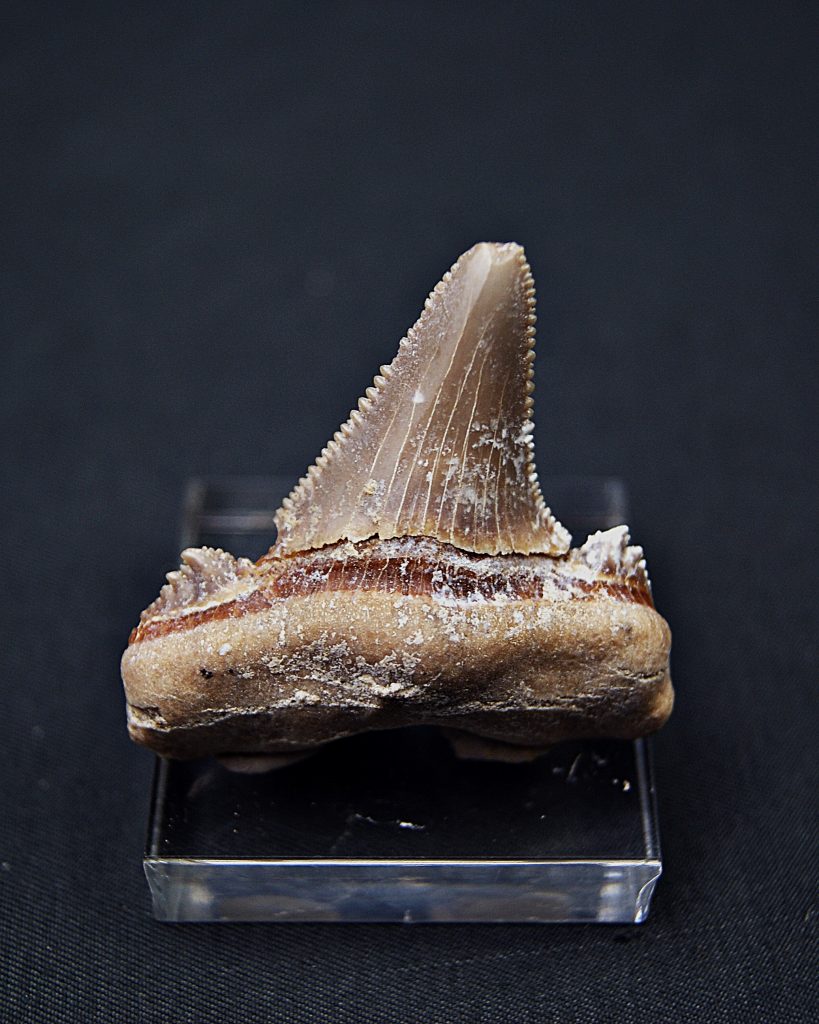 Diente Otodus sokolovi
