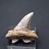 Diente de Otodus sokolovi