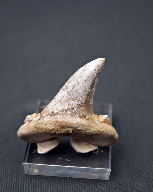 Diente de Otodus sokolovi