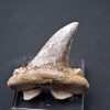 Diente de Otodus sokolovi