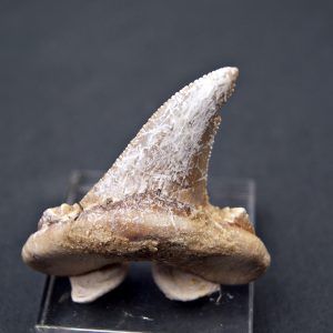 Diente de Otodus sokolovi