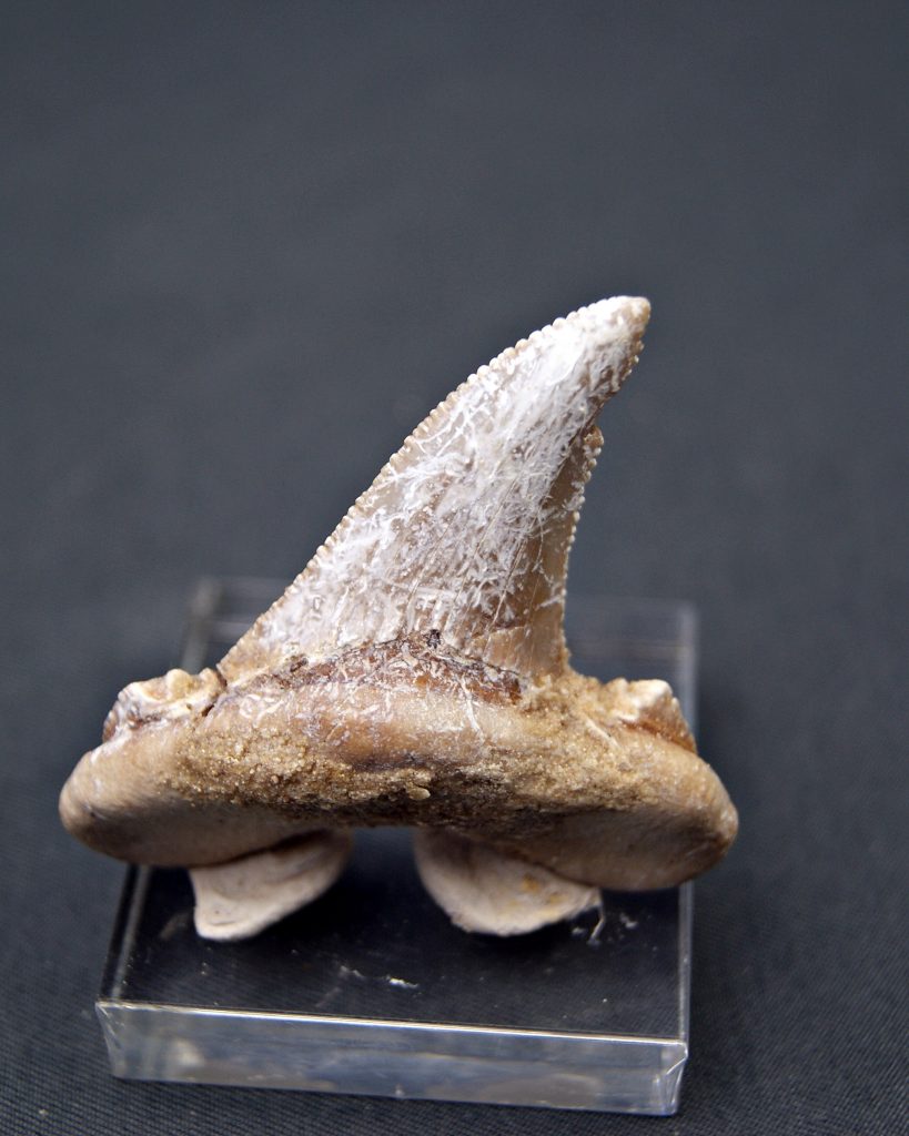 Diente de Otodus sokolovi