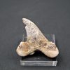 Diente de Otodus sokolovi