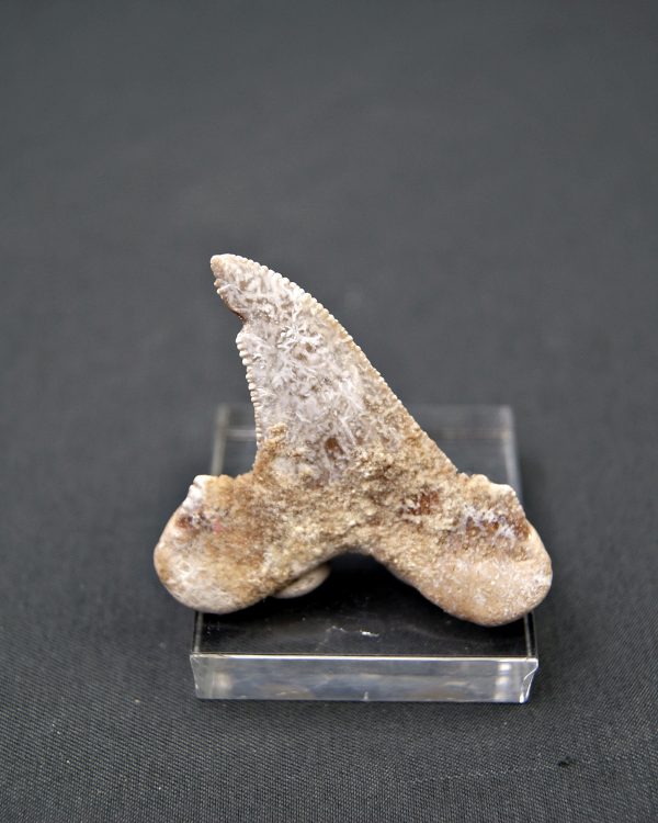Diente de Otodus sokolovi