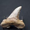 Diente de Otodus sokolovi